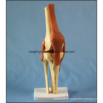 Modelo de articulação anatômica humana do joelho com ligamentos com certificado Ce / TUV